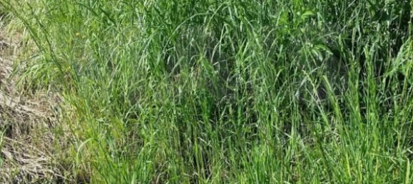 Grundstück in Sintra, Portugal 11640m², Nr. 79891 4