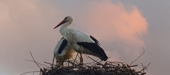 Edifício de 5 divisões em Wolfenbuttel, Germany N.º 143233 25