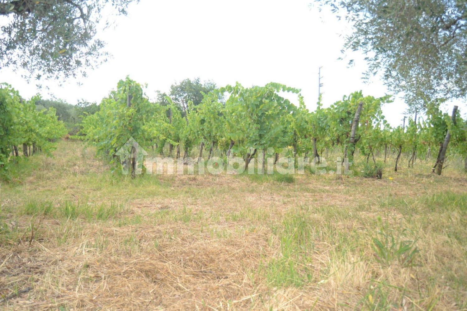 40000m² Land in Sant'Agata de' Goti, Italy No. 342668