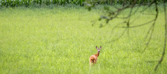 Grundstück in Moosburg, Austria 5020m², Nr. 196860 3