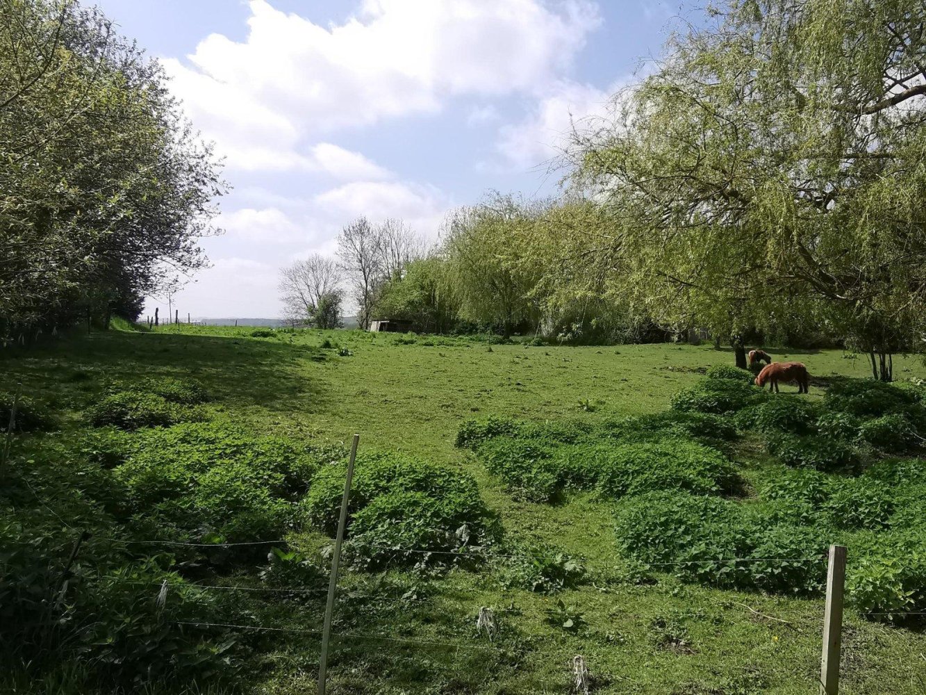  Land in Gustrow, Germany No. 222794