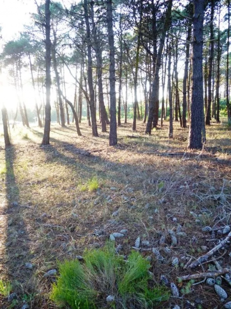  Land in Mar del Plata, Argentina No. 113760