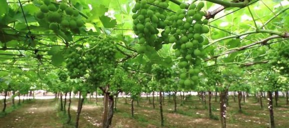 5000m² Land in Soave, Italy No. 76456 3