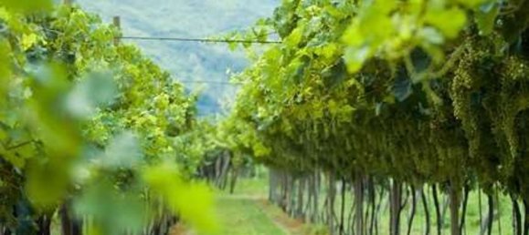 5000m² Land in Soave, Italy No. 76456 2