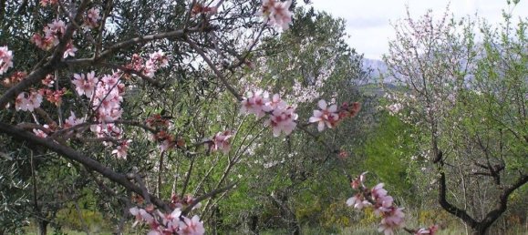  Land in Guadalest, Spain No. 108961 41