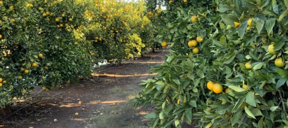 Дом в Yoogali, Австралия № 1168 11