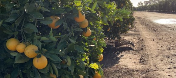 Дом в Yoogali, Австралия № 1168 9