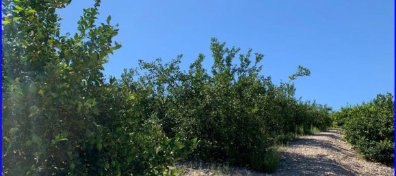 Terreno en Abanilla, Spain 18447 m² No. 116812 36