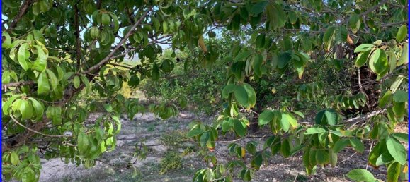 Terreno en Abanilla, Spain 18447 m² No. 116812 6