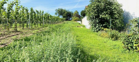 4 bedrooms Townhouse in Worms, Germany No. 2249 7