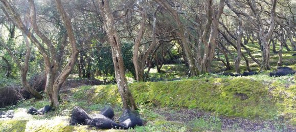 Terreno em Corfu, Greece 7000 m² N.º 100107 17