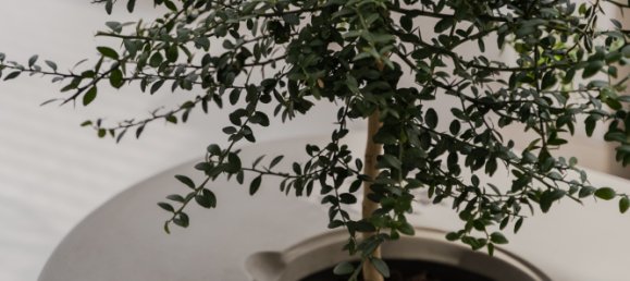 Apartamento de 2 dormitorios en La Quinta, Spain No. 86616 19