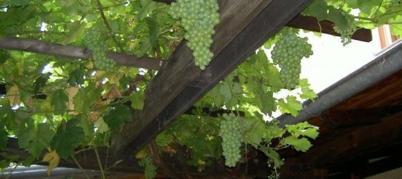 Propriété commerciale à Durnstein, Austria 885m² No. 235993 11