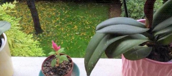 4-salle Maison à Vigodarzere, Italy No. 40298 28