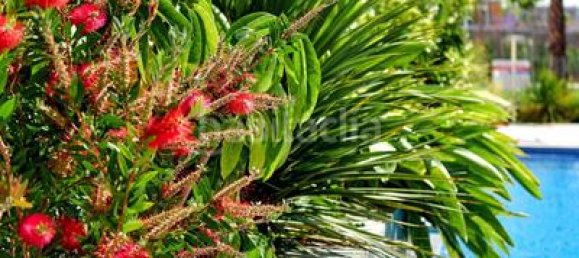 2 bedrooms Apartment in Torrevieja, Spain No. 54474 21