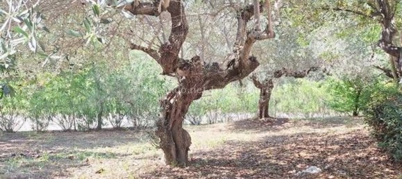 10 chambres Villa à Collecorvino, Italy No. 315955 32