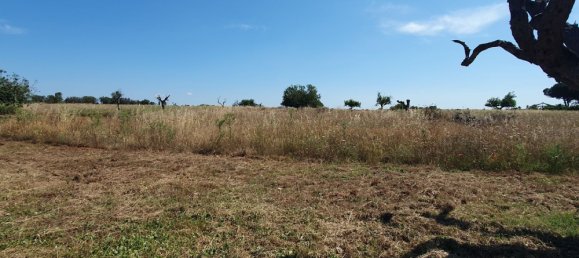 Terrain à Nardò, Italy 10141m² No. 86001 4