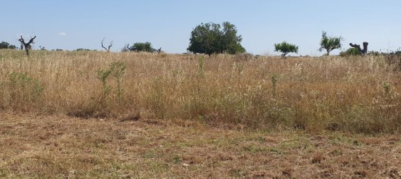 Terrain à Nardò, Italy 10141m² No. 86001 3