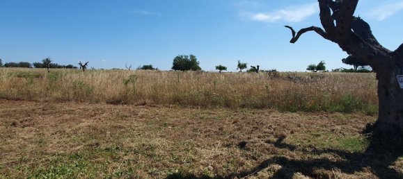 Terrain à Nardò, Italy 10141m² No. 86001 5