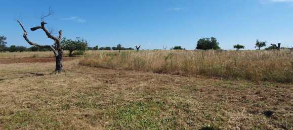 Terrain à Nardò, Italy 10141m² No. 86001 6