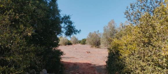 قطعة أرض في Neviano, Italy رقم 331657 16