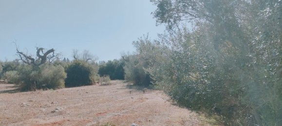 قطعة أرض في Neviano, Italy رقم 331657 26