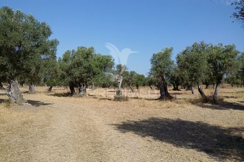  Land in Torrao, Portugal No. 354825