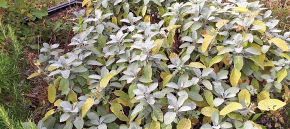  قطعة أرض في Vorpommern-Rugen, Germany رقم 272590 6