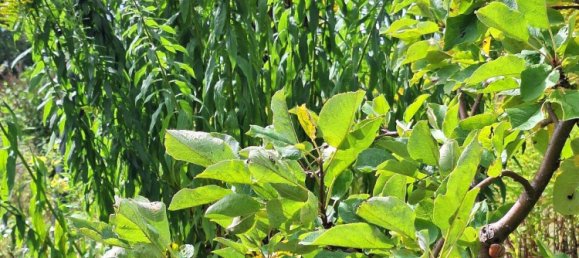  قطعة أرض في Vorpommern-Rugen, Germany رقم 272590 5