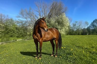 Terreno em Starnberg, Germany N.º 284862