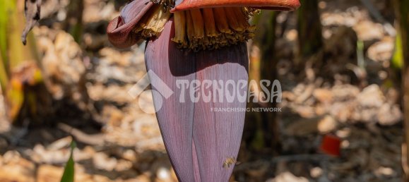  Land in Buenavista del Norte, Spain No. 150911 22