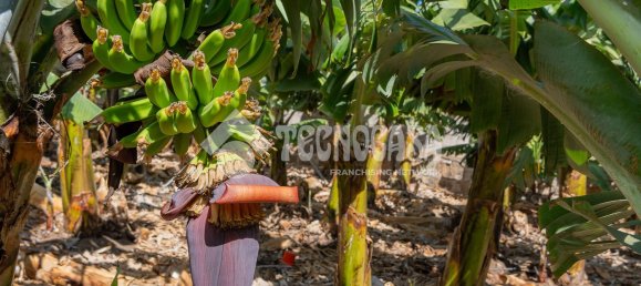  Land in Buenavista del Norte, Spain No. 150911 19