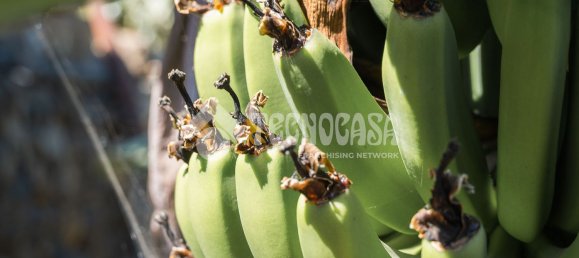  Land in Buenavista del Norte, Spain No. 150911 21