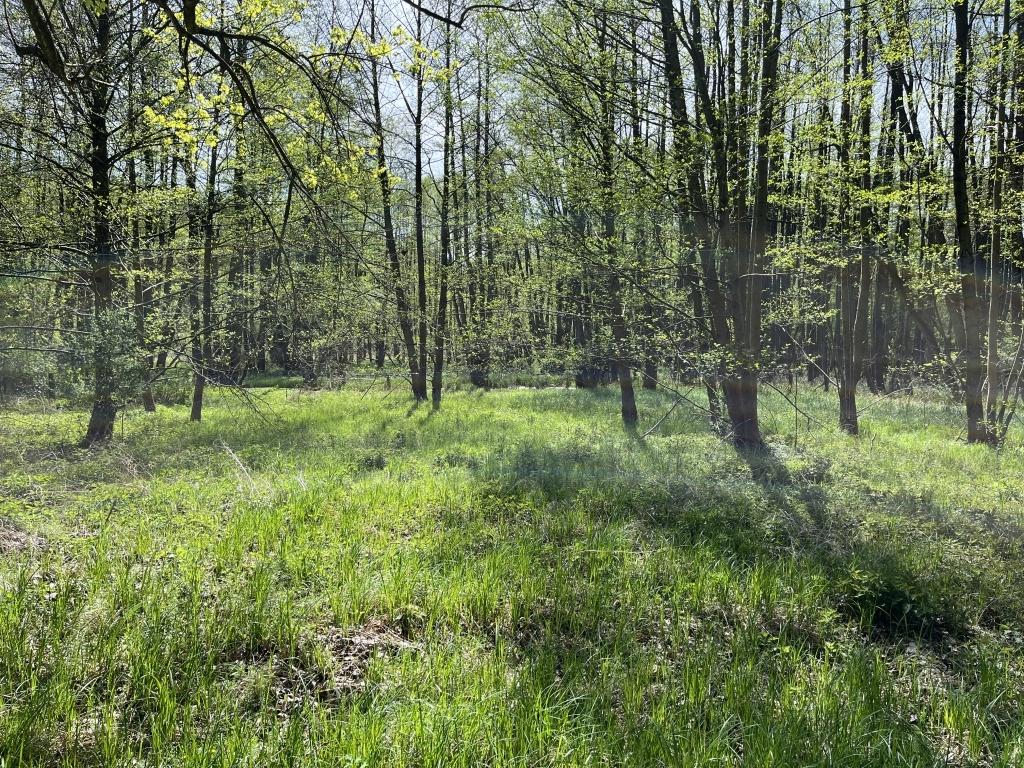 11361m² Land in Barnim, Germany No. 328412