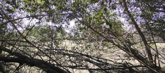 2800m² Land in Misterbianco, Italy No. 51229 40