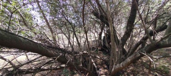 2800m² Land in Misterbianco, Italy No. 51229 6