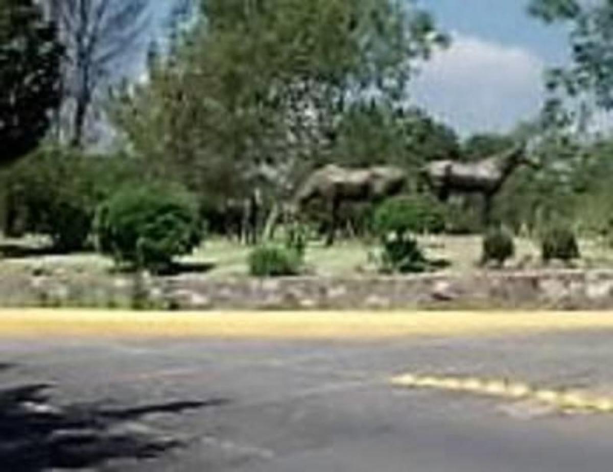 5 chambres Maison à Ciudad Lopez Mateos, Mexico No. 223911