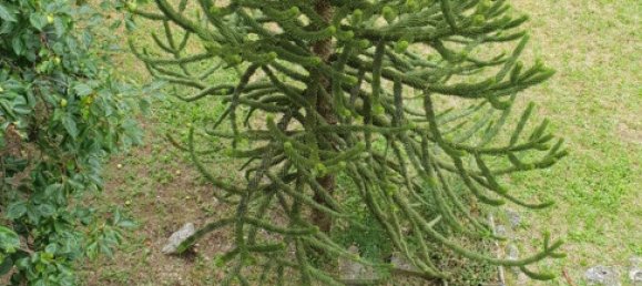 10 rooms House in Pordenone, Italy No. 278527 17