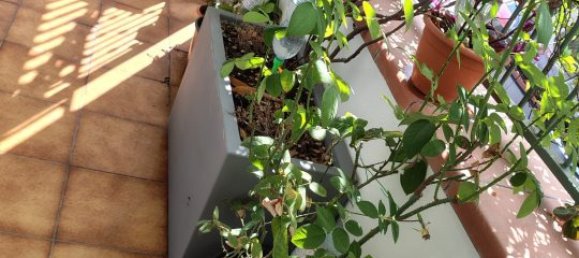 1 bedroom House in Carrara, Italy No. 378175 7