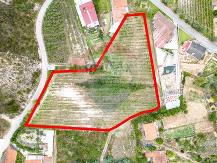 Terrain à Anadia, Portugal No. 63962