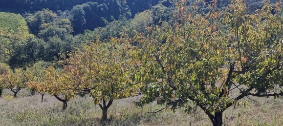 2 rooms House in Giuliano Teatino, Italy No. 148203 6