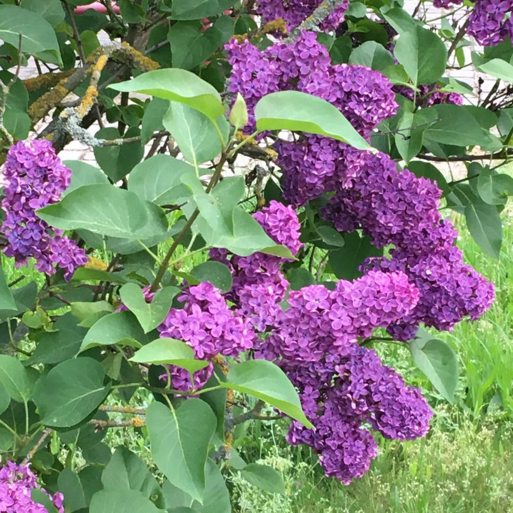  Land in Blankenburg, Germany No. 73586