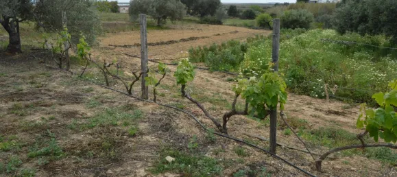 2 bedrooms House in Olhao, Portugal No. 128644 2