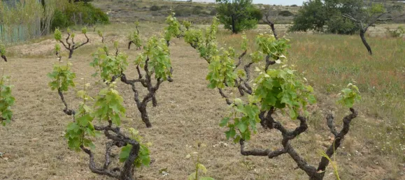 2 bedrooms House in Olhao, Portugal No. 128644 3