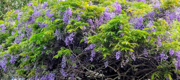 2 غرف نوم منزل في Pechey, Australia رقم 185 11