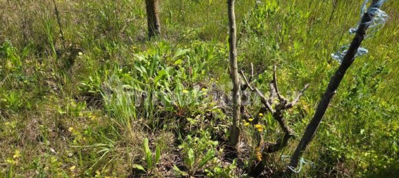 2 chambres Maison à Sardinia, Italy No. 338356 13