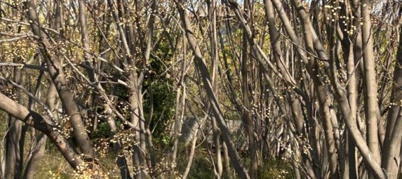 Terrain à Murcia, Spain No. 164480 10