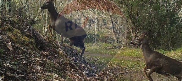 7 bedrooms House in Macedo de Cavaleiros, Portugal No. 180776 17