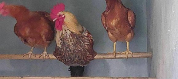 8غرفة منزل في Bad Gleichenberg, Austria رقم 197736 25