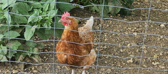 8غرفة منزل في Bad Gleichenberg, Austria رقم 197736 26